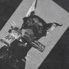 Graffiti Doberman Portrait Graphic T-Shirt Scdd95c7b4337489ca87abad3111360e7l 1340f3aa