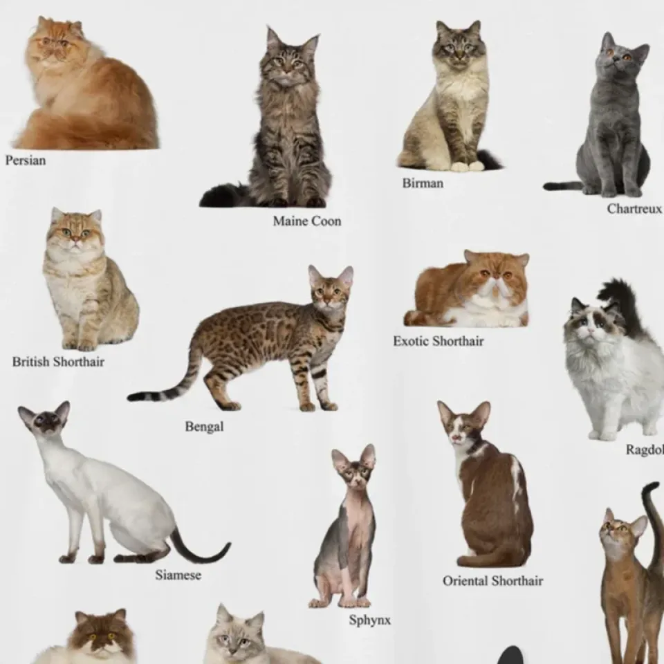Cat Breeds Collage Graphic T-Shirt Sc9af15475e694b86a2c8125174a7d711e 6cdcc6a1
