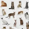 Cat Breeds Collage Graphic T-Shirt Sc9af15475e694b86a2c8125174a7d711e b70de437