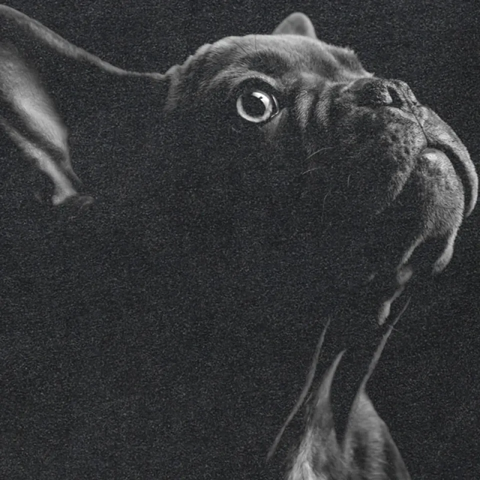 Oversized French Bulldog Tee Se946ff9741264aabbac9309535f8e9ffA c986f563