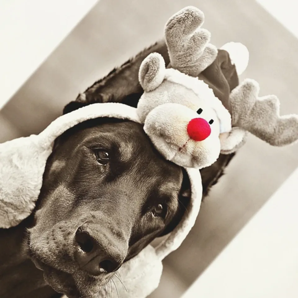 Funny Doberman Dog Graphic Casual Beige White Tshirt S1a9ad52f54334b56a56aa35cea481d3eP eb3bdb97