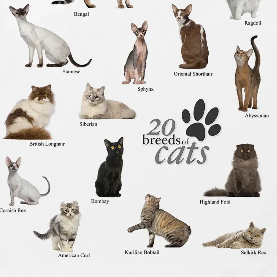 Cat Breeds Collage Graphic T-Shirt S1529ebfded8d4aafb1a1d29722f09cba5 fb9b50ce