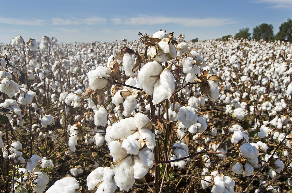 fast fashion impact on cotton